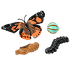 Insect Lore Butterfly Life Cycle Stages Figure Set 4760